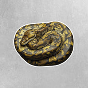 Burmese Python Sticker