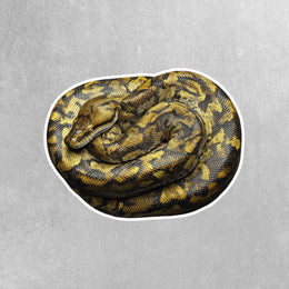 Burmese Python Sticker